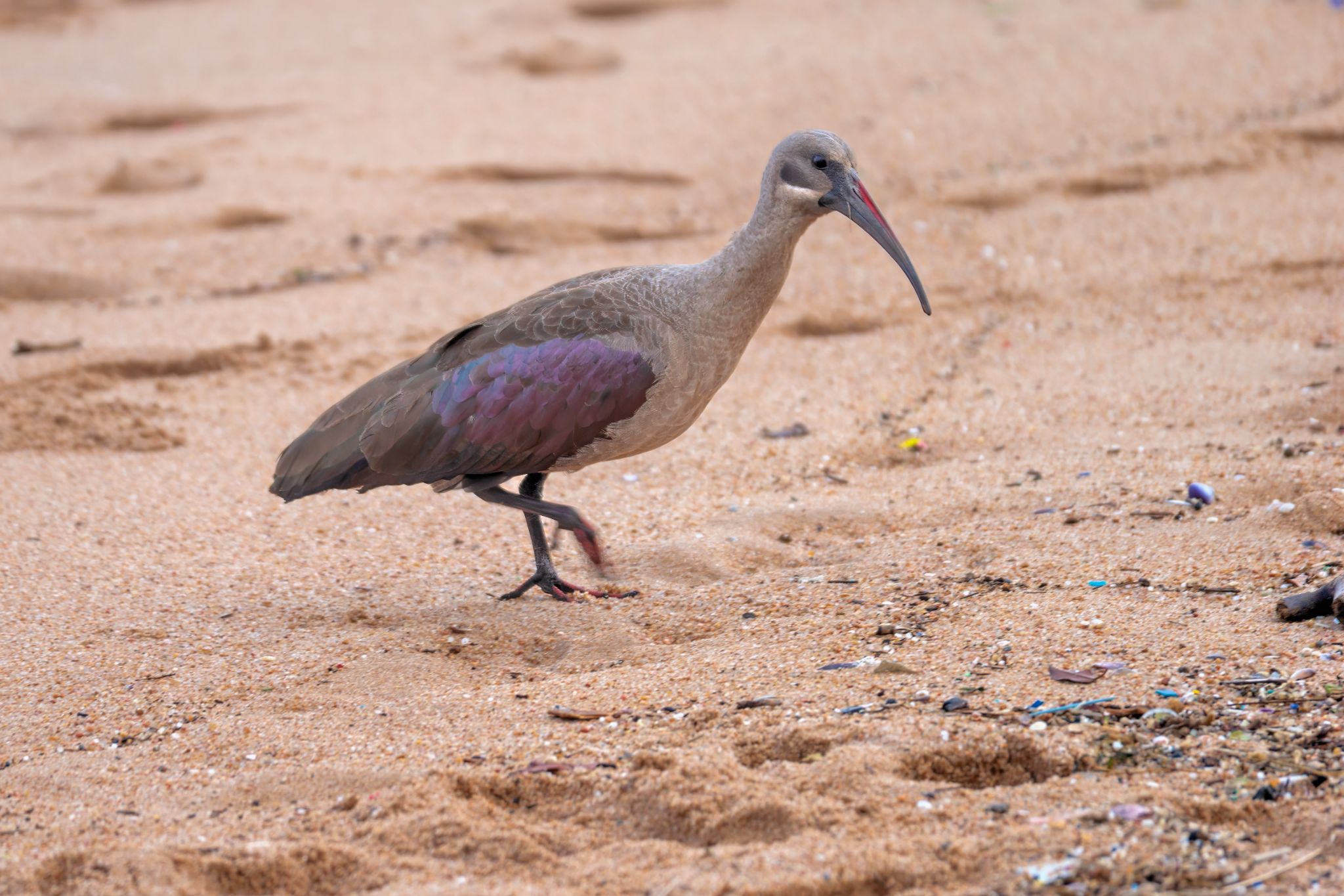 Hagedasch am Umhlanga Beach